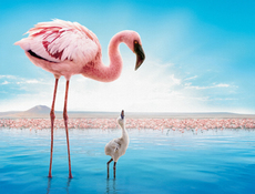 プレミア映画「ディズニーネイチャー／フラミンゴに隠された地球の秘密」